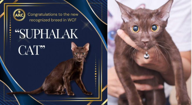 Kucing Langka Thiland Ini Masuk Ras Kuno, Ada Sejak Abad 13